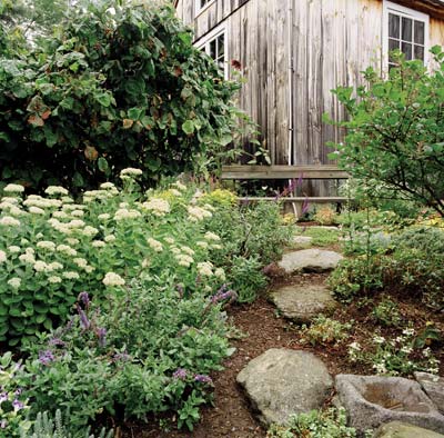 White yarrow and veronica line a meandering stone path. The large shrub on the top left is a prized Harry Lauder's walking stick.